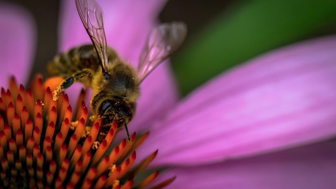 Venin d’abeille : un espoir contre le cancer du sein ?